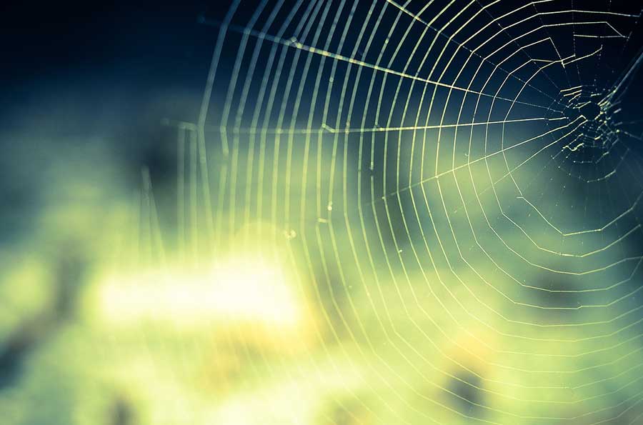 Non-Toxic cleaning Solutions to get rid of spiders and bugs