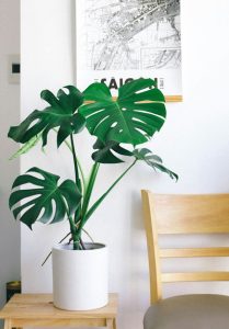 Photo of a Monstera plant on a white pot, a natural air purifier